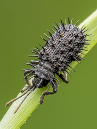 Black Spiny Leaf Beetle (Rhadinosa fleutiauxi)  Image credit: Marco Chan